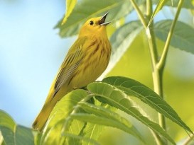 yellow_warbler_williamjobes