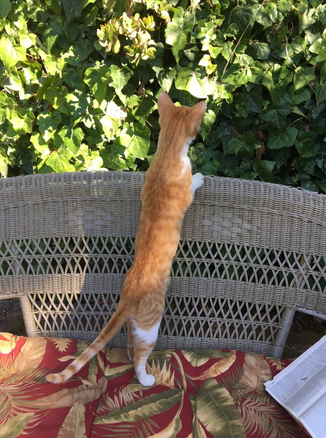 Jazz on Patio for Blog