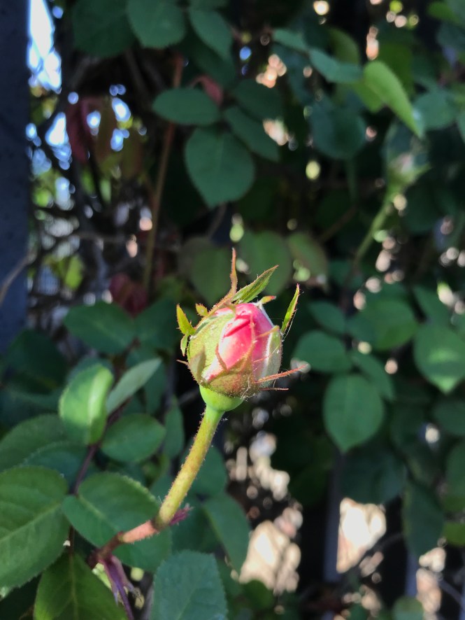 Inspire budding spring rose