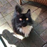 munchkin i want to play now enough work