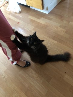 munchkin pulling norma's pants down