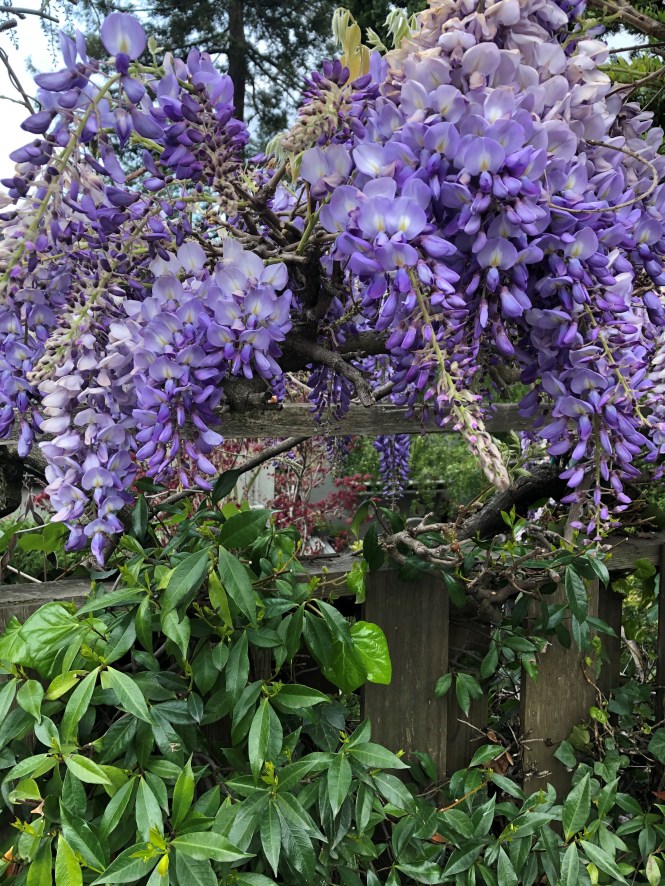 Essential Wisteria 2
